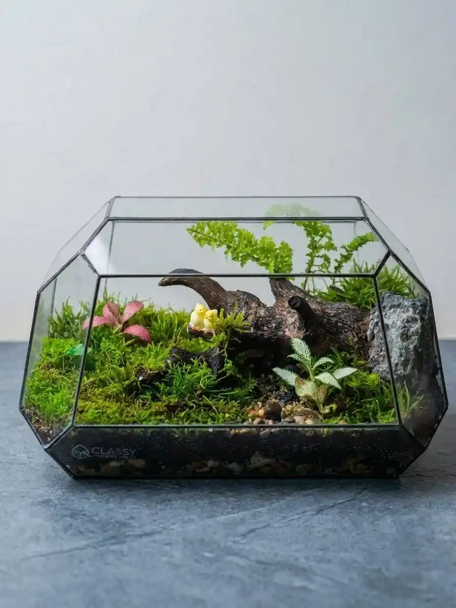 Luxury Geometric Terrarium – Live Plants & Natural Moss