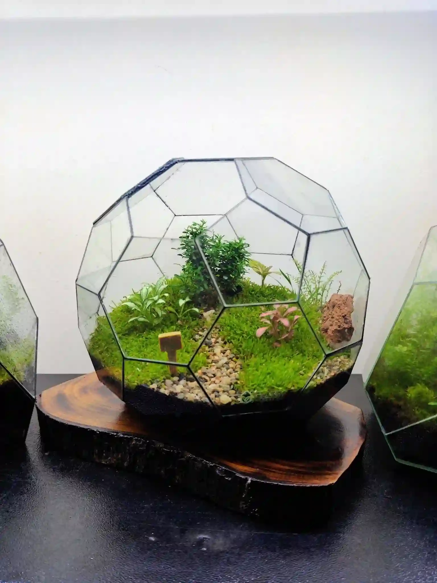 Geometric Terrarium